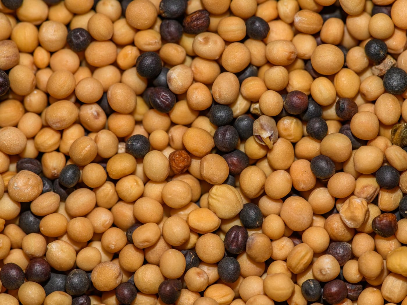 Mustard Seeds